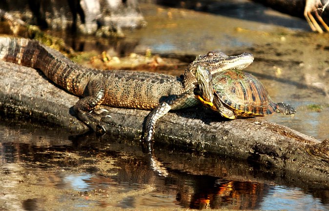 Airboat Ride with Transportation from New Orleans - What the Airboat Ride Is Really Like