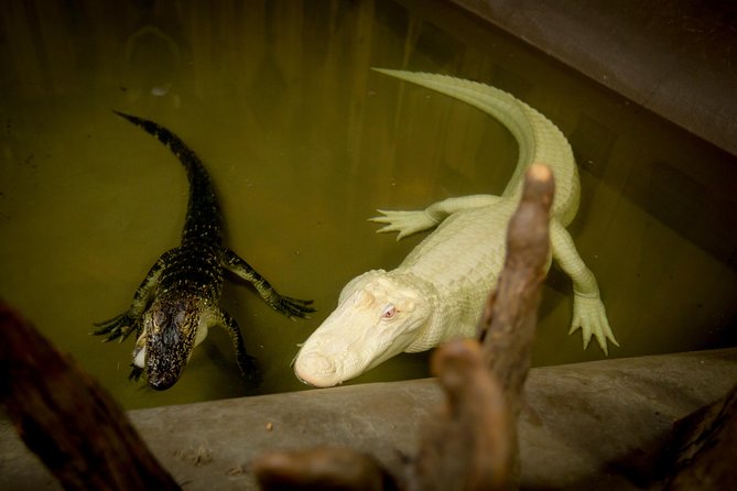 Airboat Ride with Transportation from New Orleans - Finding Alligators and Other Wildlife
