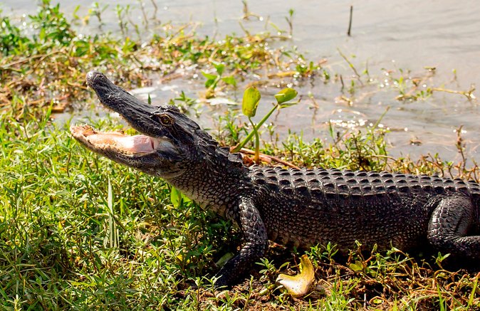 Airboat Ride with Transportation from New Orleans - Group Size, Boat Choice, and Comfort