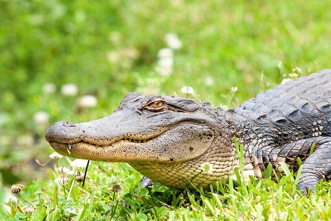 Airboat Ride with Transportation from New Orleans - The Albino Alligator Exhibit and Jean Lafitte Base