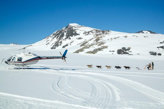 Alaska Helicopter and Glacier Dogsled Tour - ANCHORAGE AREA - Meeting the dogs after the ride