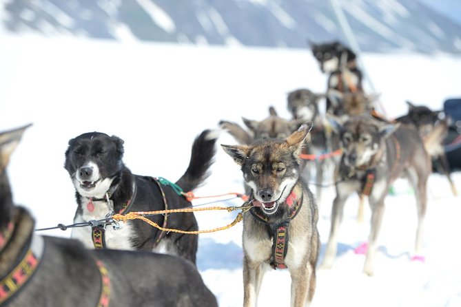Alaska Helicopter and Glacier Dogsled Tour - ANCHORAGE AREA - Is the $761.91 price justified?