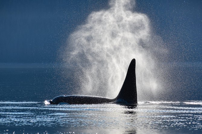 Alaska Whale Watching Cruise w/ 3 HOURS on the water - From Your Ship to Auke Bay in About 30 Minutes