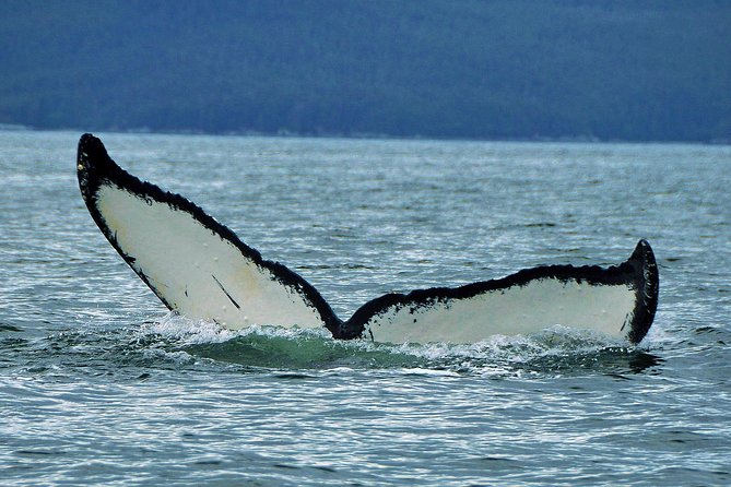 Alaska Whale Watching Cruise w/ 3 HOURS on the water - Boarding a 49-Passenger Double-Decker Boat