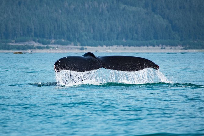 Alaska Whale Watching Cruise w/ 3 HOURS on the water - Orcas, Sea Lions, Eagles, and Other Wildlife