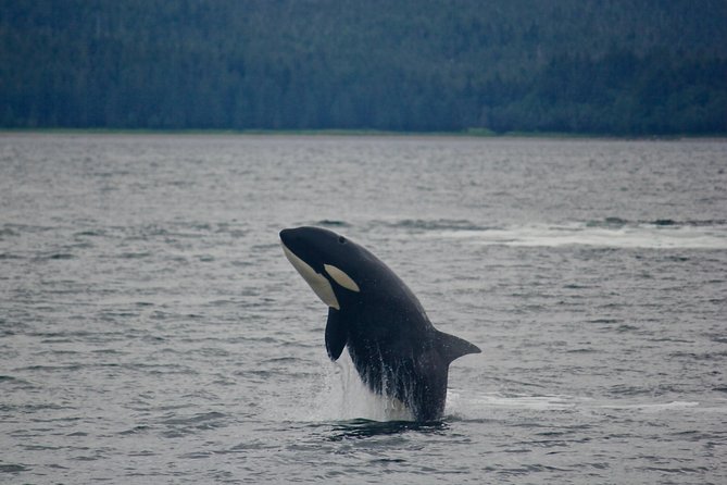 Alaska Whale Watching Cruise w/ 3 HOURS on the water - Seeing Mendenhall Glacier from Brotherhood Bridge