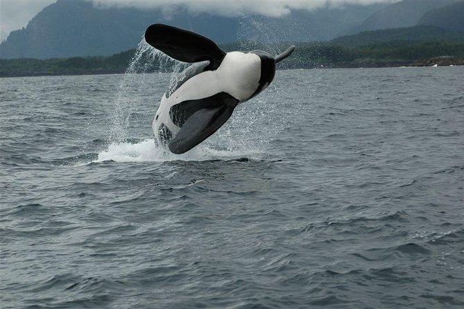 Alaska Whale Watching Cruise w/ 3 HOURS on the water - Why the $159 Price Can Make Sense