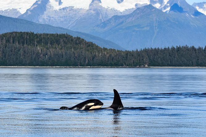 Alaska Whale Watching Cruise w/ 3 HOURS on the water - Timing, Weather, and Cruise-Day Planning