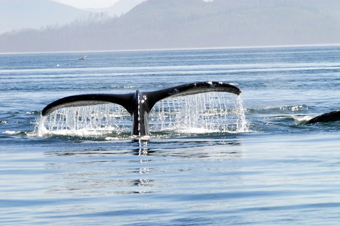 Alaska Whale Watching Cruise w/ 3 HOURS on the water - Should You Book Harv and Marv’s Juneau Cruise?