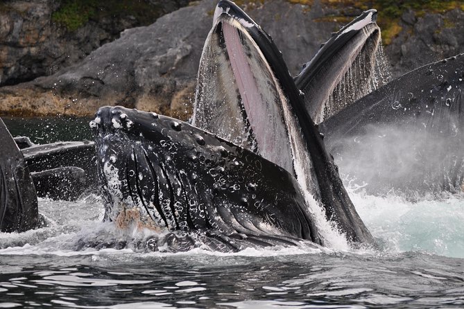 Alaska Whale Watching Cruise w/ 3 HOURS on the water - Three Hours Searching for Humpback Whales