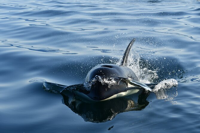 Alaska Whale Watching with bonus Drone viewing of Whales - Why the drone changes a whale watch