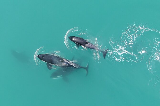 Alaska Whale Watching with bonus Drone viewing of Whales - The search for humpback whales