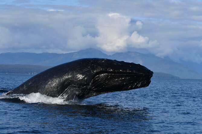 Alaska Whale Watching with bonus Drone viewing of Whales - A three-hour schedule with room for surprises