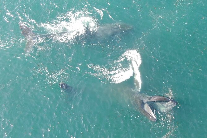 Alaska Whale Watching with bonus Drone viewing of Whales - What the small boat means for your day