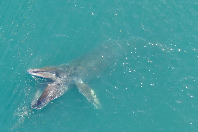 Alaska Whale Watching with bonus Drone viewing of Whales - Is $249 a fair price?