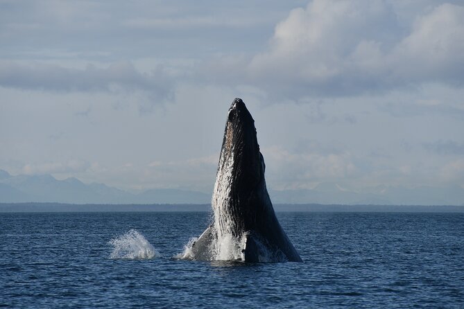 Alaska Whale Watching with bonus Drone viewing of Whales - Weather is the important wildcard