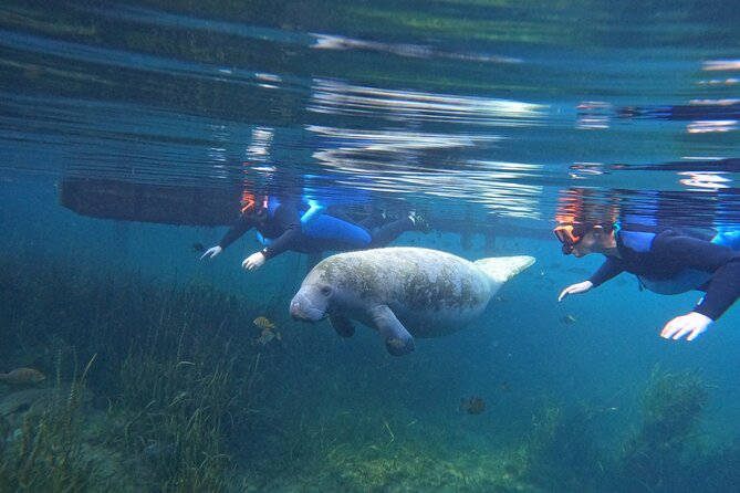 All-Inclusive Small Group Manatee Swim with Free Photos - Key points to know before you book
