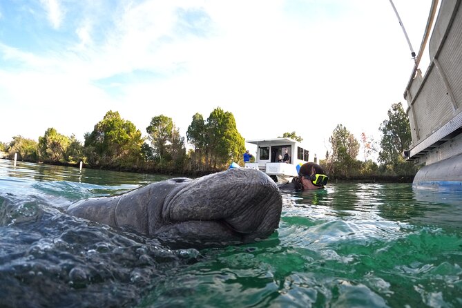 All-Inclusive Small Group Manatee Swim with Free Photos - Why Kings Bay makes this swim special