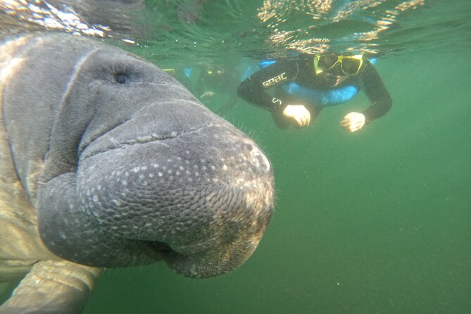 All-Inclusive Small Group Manatee Swim with Free Photos - Entering the water beside wild manatees