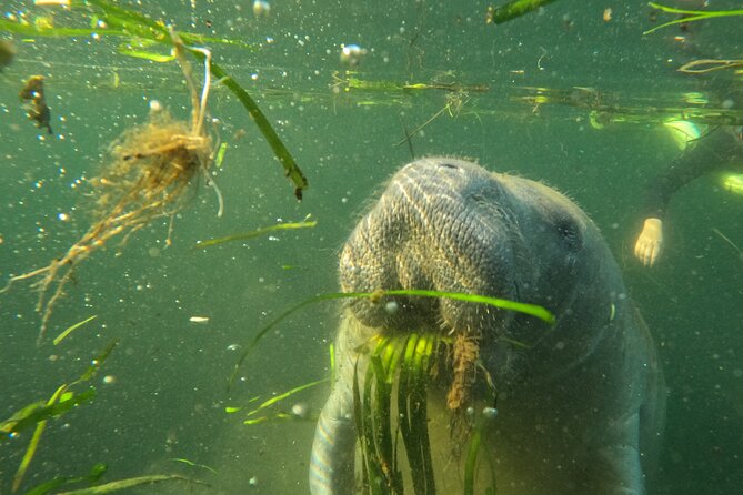 All-Inclusive Small Group Manatee Swim with Free Photos - The people make a difference