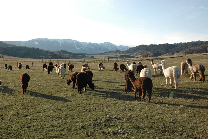 Alpaca and Llama Farm Tour - Meeting the alpacas near Bozeman