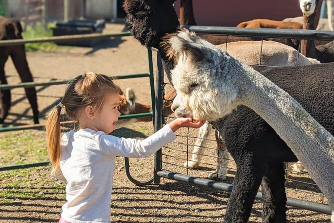 Alpaca and Llama Farm Tour - Why the small group makes a difference