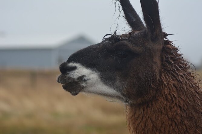 Alpaca and Llama Farm Tour - Photos, scenery, and the souvenir