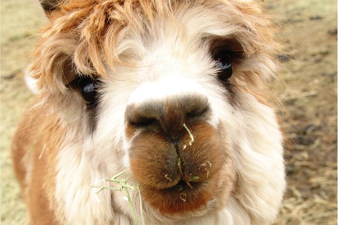 Alpaca and Llama Farm Tour - Outdoor conditions and farm realities