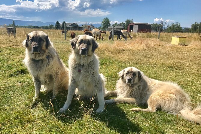 Alpaca and Llama Farm Tour - Accessibility and comfort on uneven ground