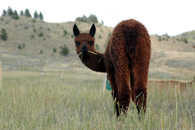 Alpaca and Llama Farm Tour - Is the experience good value?