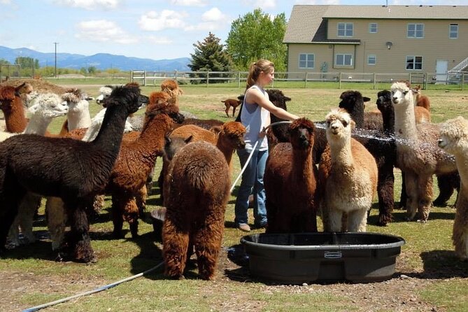 Alpaca and Llama Farm Tour - Feeding, walking, and caring for your animal