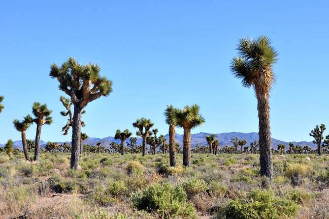 Area 51 Day Tour from Las Vegas with Alien and UFO Hotspots - The Extraterrestrial Highway and the dry lake