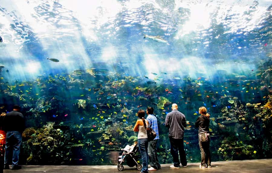 Atlanta: Georgia Aquarium Skip-the-Box-Office Entry Ticket - Key points to know before you go