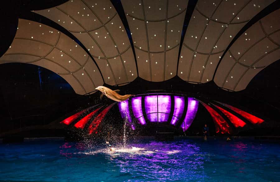Atlanta: Georgia Aquarium Skip-the-Box-Office Entry Ticket - Touch pools and close encounters