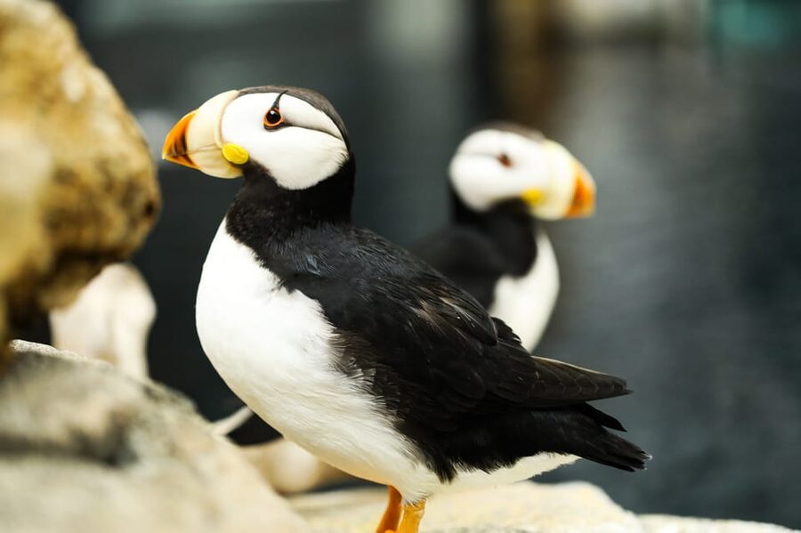 Atlanta: Georgia Aquarium Skip-the-Box-Office Entry Ticket - How to handle the $64 admission price