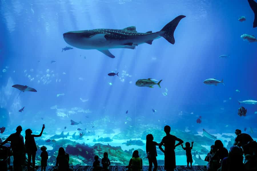Atlanta: Georgia Aquarium Skip-the-Box-Office Entry Ticket - Accessibility and family planning