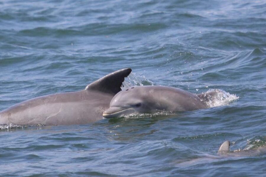 Atlantic City: Dolphin Watching Ocean Cruise Adventure - Key points to know before you book