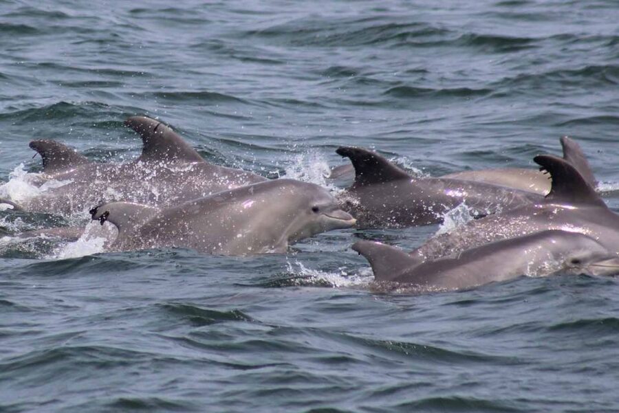 Atlantic City: Dolphin Watching Ocean Cruise Adventure - Who should book this cruise?