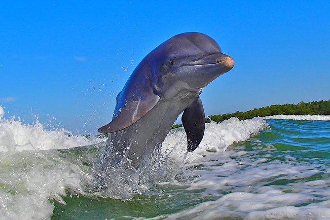 Avi's Premium Dolphin Tour by Jet Ski - The boat test you need to check before booking