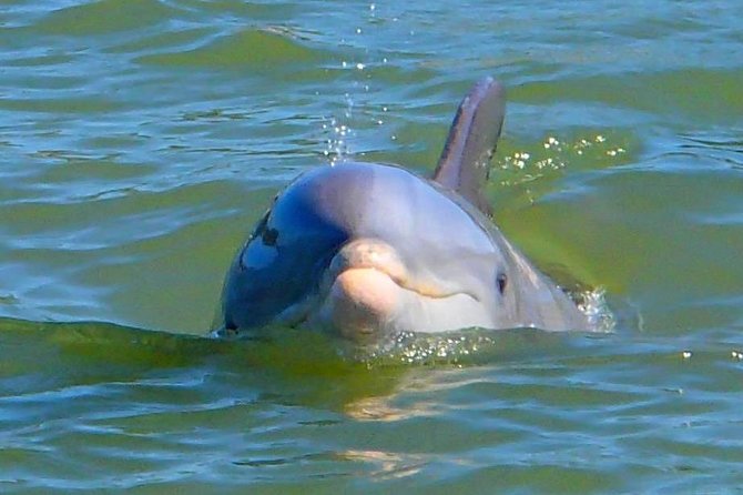 Avi's Premium Dolphin Tour by Jet Ski - Should you book Avi’s Premium Dolphin Tour?
