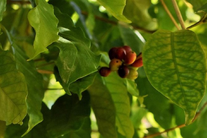 Award Winning Farm Tour: Coffee, Chocolate and Unique Gifts - Greg Colden and the human side of the visit
