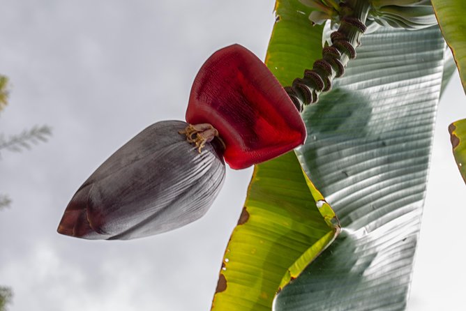 Award Winning Farm Tour: Coffee, Chocolate and Unique Gifts - Shopping for useful Big Island gifts