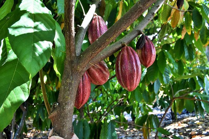 Award Winning Farm Tour: Coffee, Chocolate and Unique Gifts - Price, schedule, and practical planning