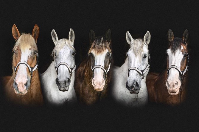 Beaufort’s #1 Horse & Carriage History Tour - How much value do you get for $35?