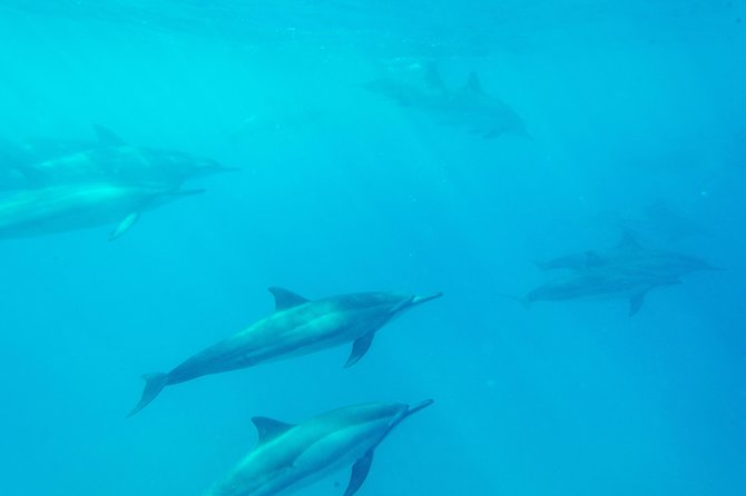 Big Island: Captain Cook Snorkel On A Power Catamaran With Lunch - Dolphins, humpbacks, and the open-water ride