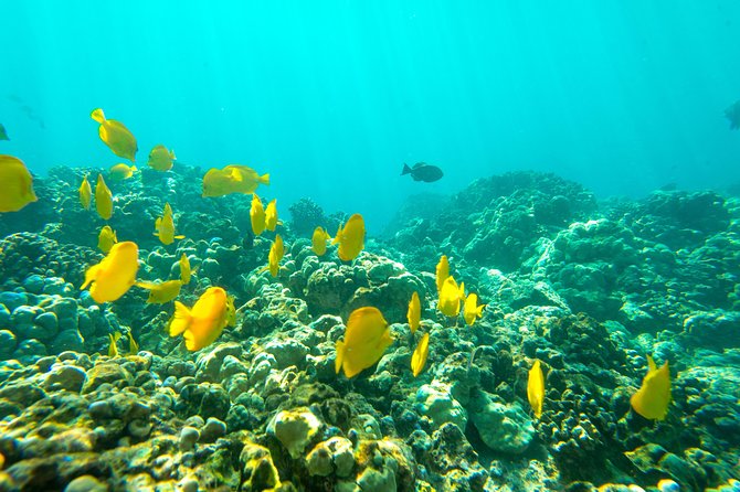 Big Island: Captain Cook Snorkel On A Power Catamaran With Lunch - Is $85 a good value?