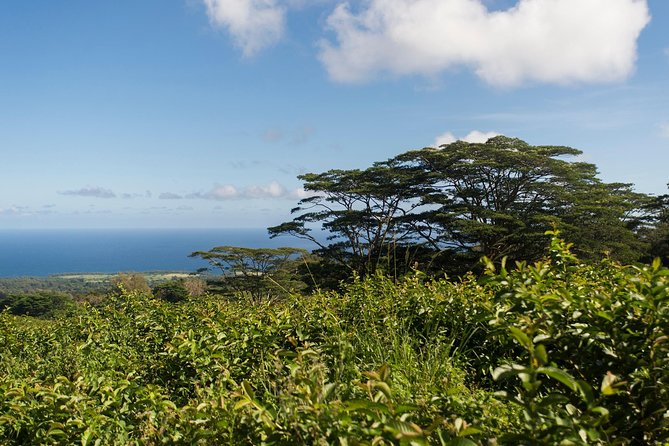 Big Island Kohala Canopy Zipline Adventure - Why the Course Control Matters