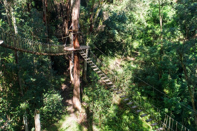 Big Island Kohala Canopy Zipline Adventure - When to Book and Who Should Skip It
