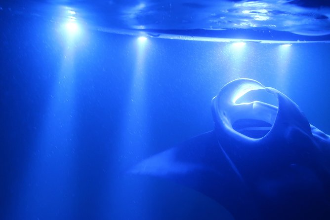 Big Island: Kona Manta Ray Snorkel Tour in Keauhou Harbor - The Three-Minute Boat Ride