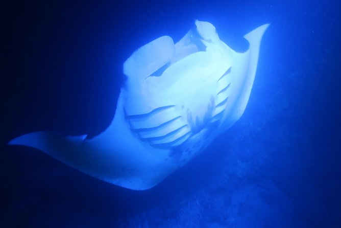 Big Island: Kona Manta Ray Snorkel Tour in Keauhou Harbor - Safety in Black Water